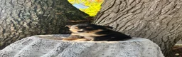 Miniature Australian Shepherd dogs for sale: Rocky - Ad 6