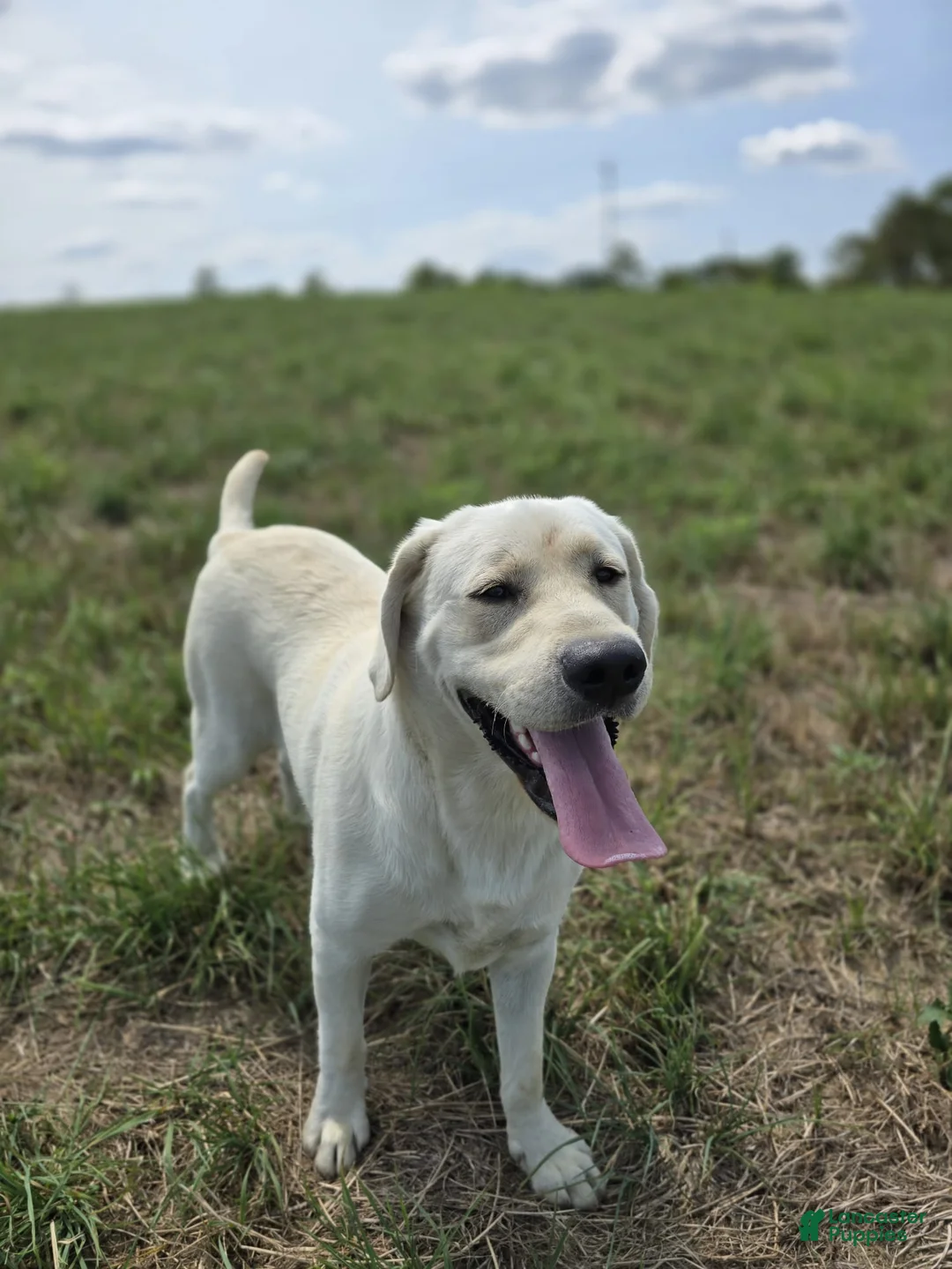 Labrador Retriever dogs for sale: Labrador Retriever Puppy 1 - Ad 2