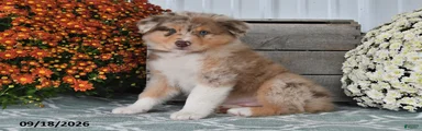 Jasper
