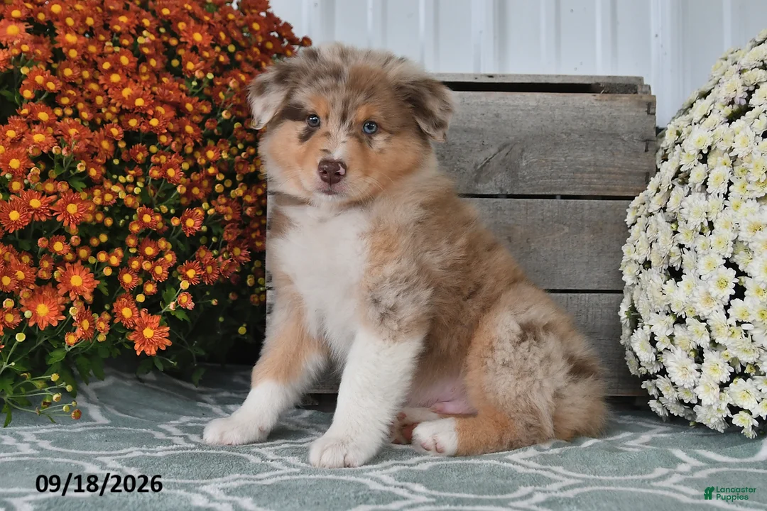 Australian Shepherd dogs for sale: Jasper - Ad 1