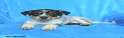 Australian Cattle Dog dogs for sale: Tom  - Ad 2