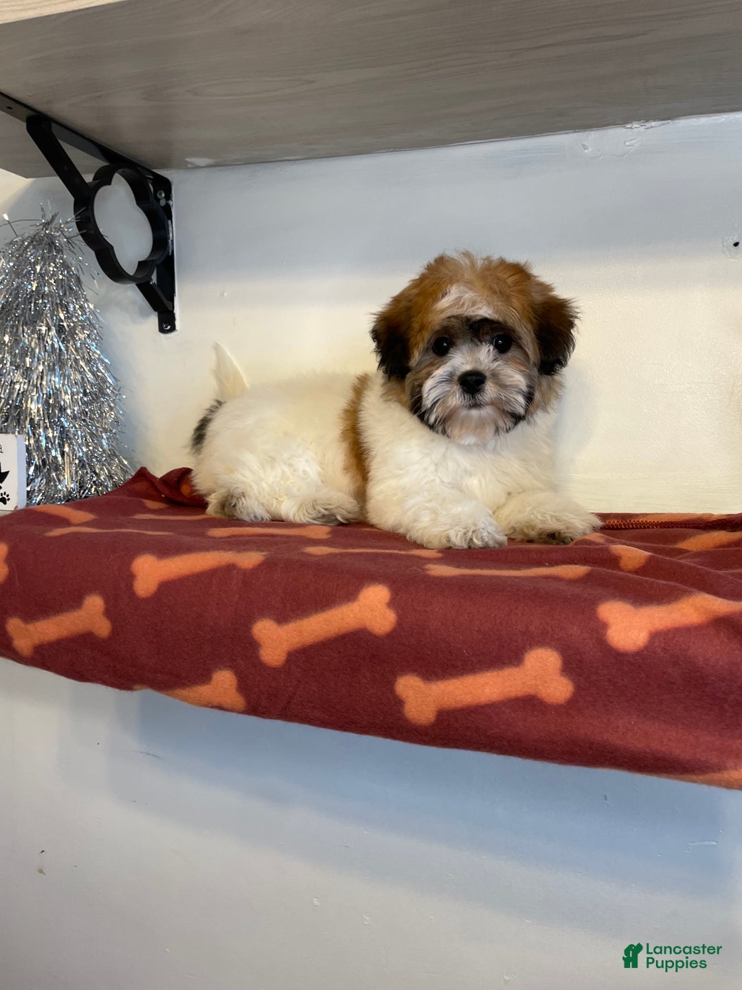 Shihpoo dogs for sale: Cupcake - Ad 2