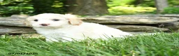 Maltipoo dogs for sale: Sailor - Ad 2