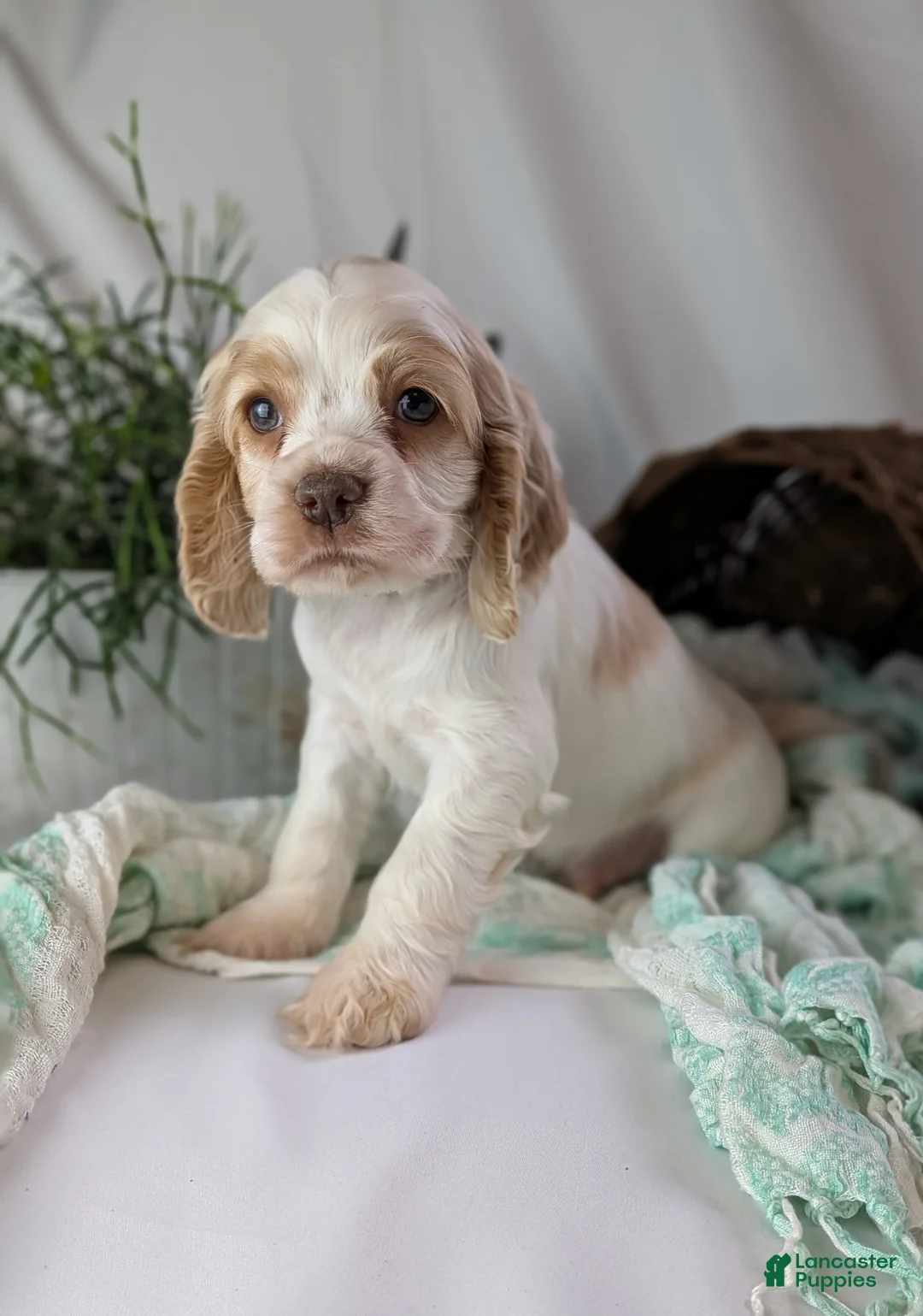 Cocker Spaniel dogs for sale: Zane - Ad 6