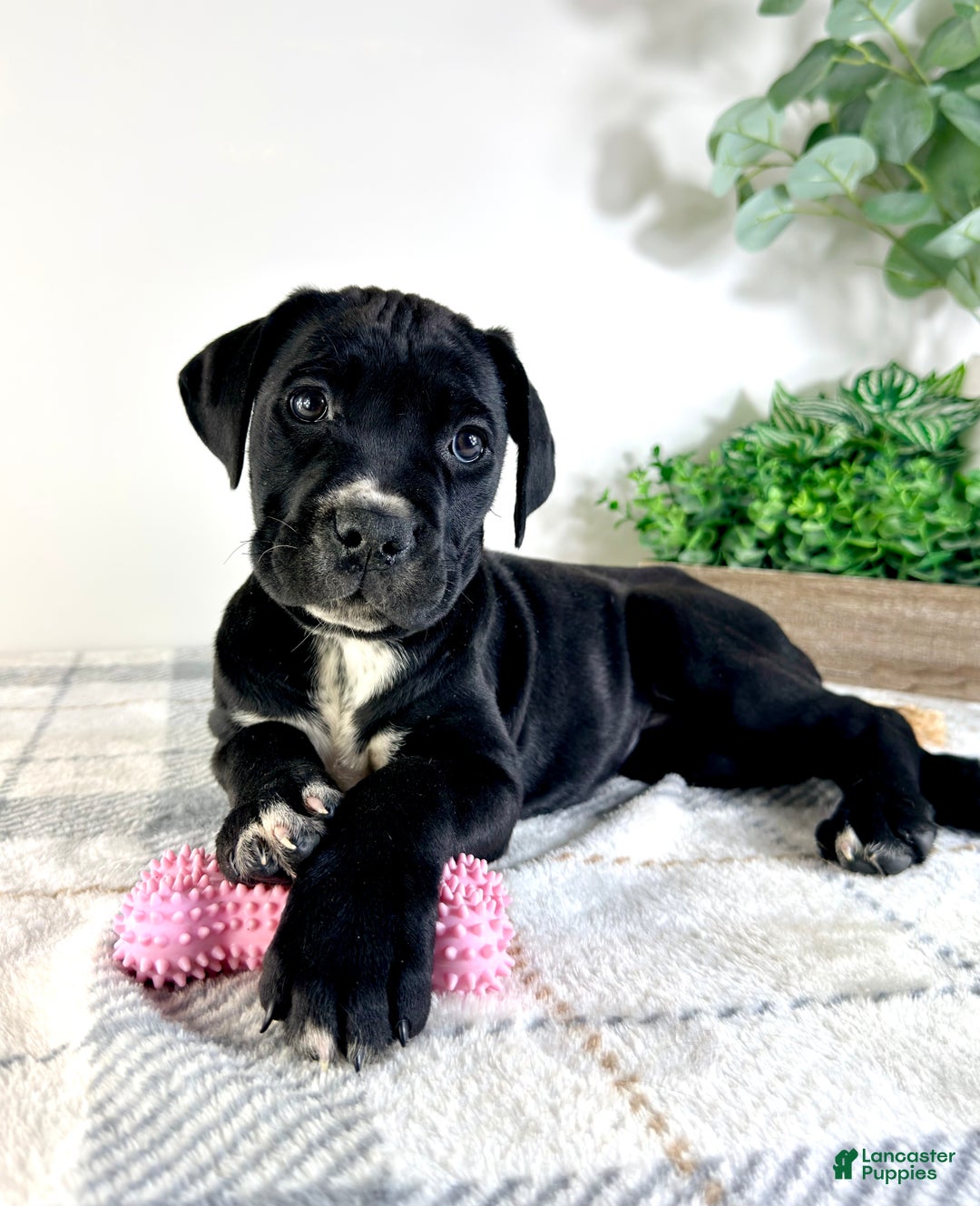 Cane Corso dogs for sale: Xena - Ad 6