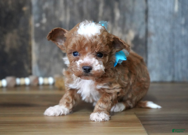 Maltipoo dogs Duffy - Ad 2