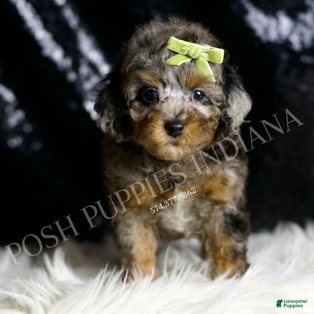 Toy Poodle dogs for sale: Bourbon - Ad 4