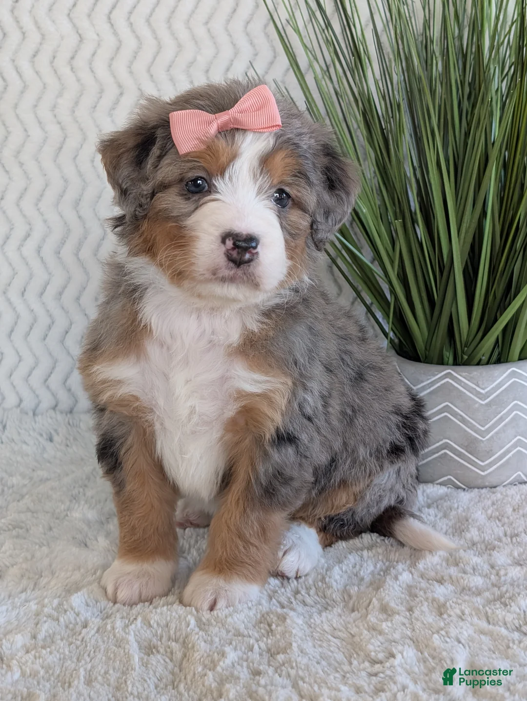 Mini Bernedoodle dogs for sale: Mini Indy  - Ad 29