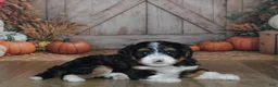 Mini Bernedoodle dogs for sale: Heidi - Ad 1