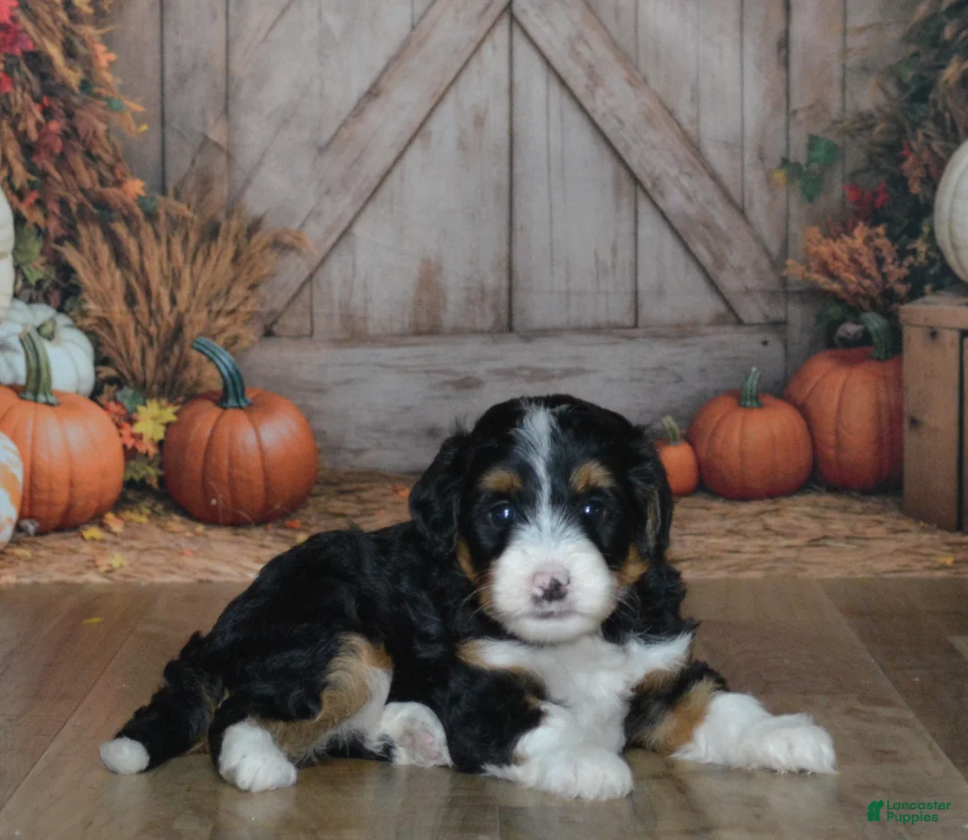 Mini Bernedoodle dogs for sale: Heidi - Ad 1