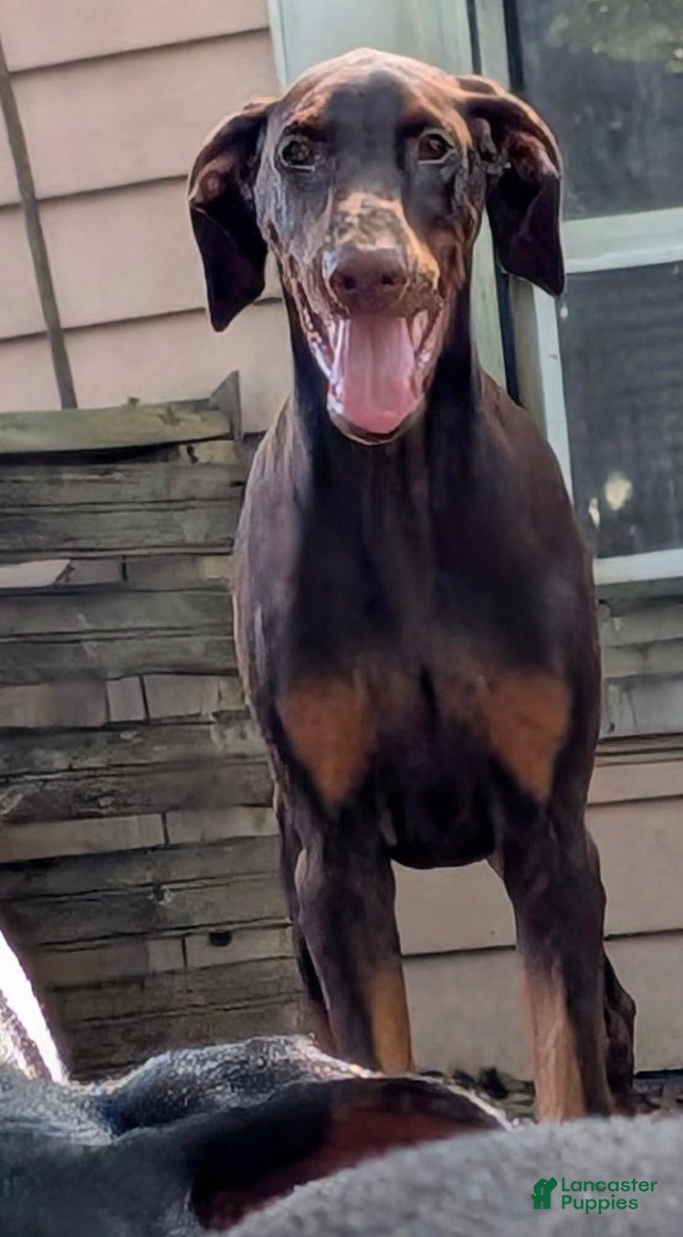 Doberman Pinscher dogs Doberman Pinscher 1 - Ad 2