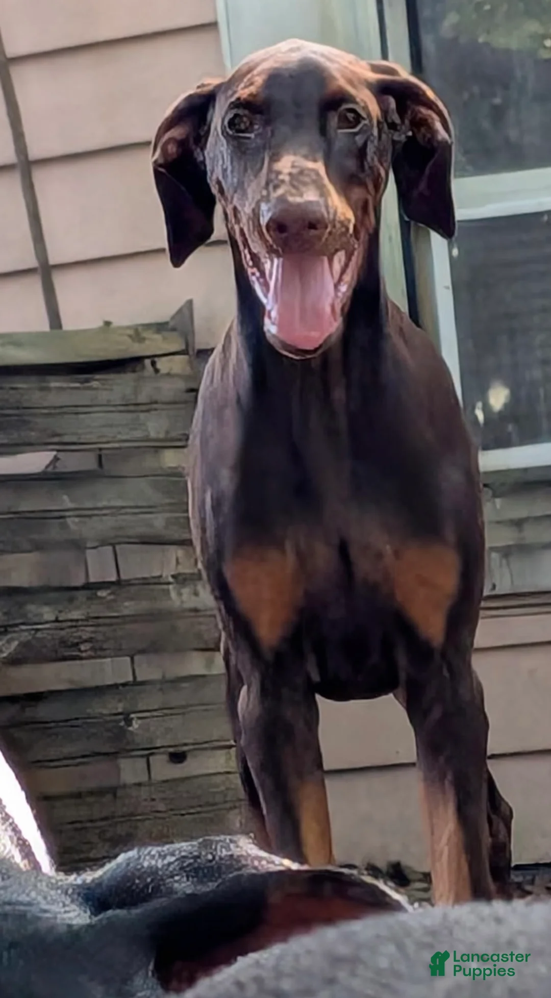 Doberman Pinscher dogs for sale: Doberman Pinscher 1 - Ad 2