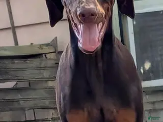 Doberman Pinscher dogs Doberman Pinscher 1 - Ad 2