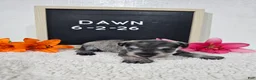 Miniature Schnauzer dogs for sale: Dawn - Ad 15