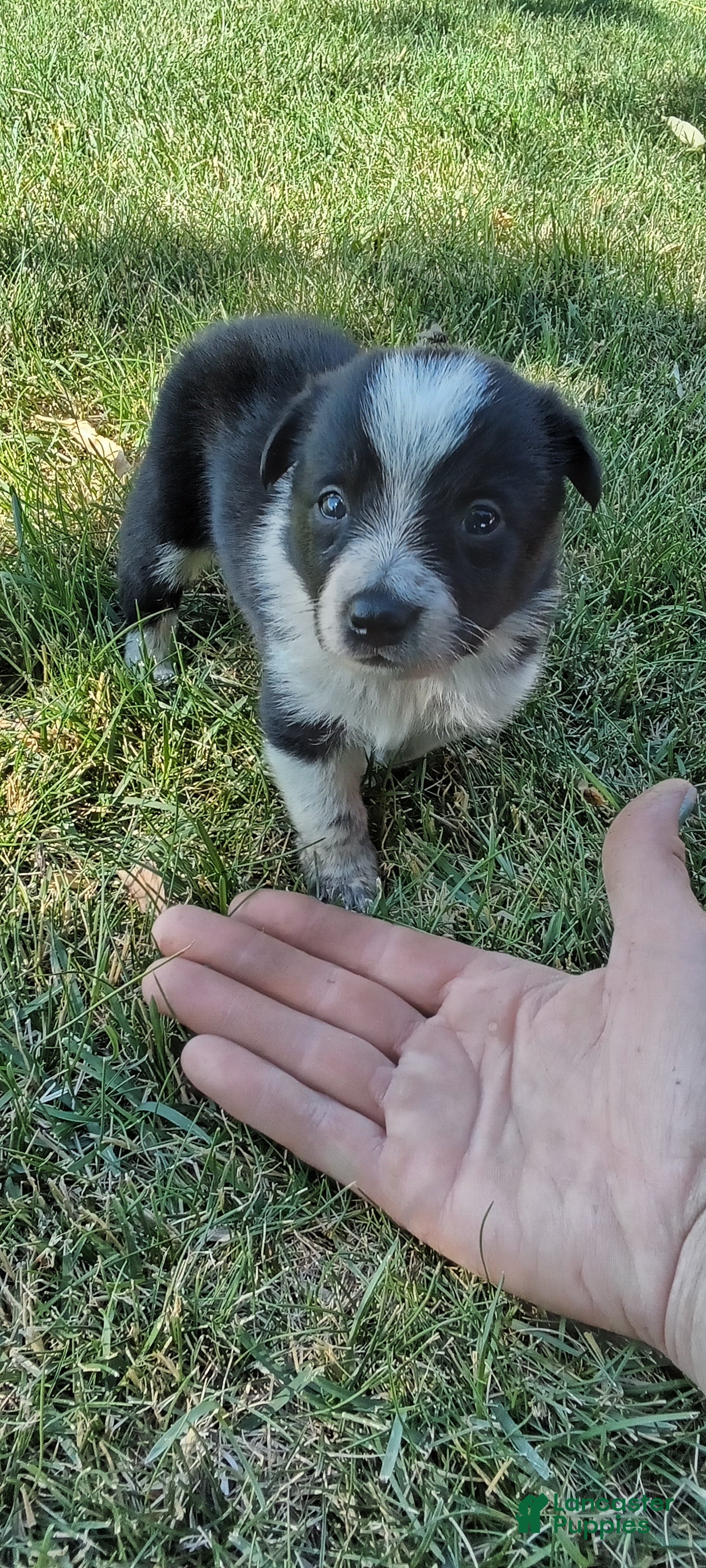 Mixed Breed dogs Mixed Breed 5 - Ad 2