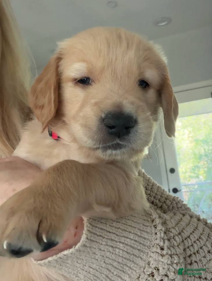 Golden Retriever dogs Little Boy Red - Ad 2