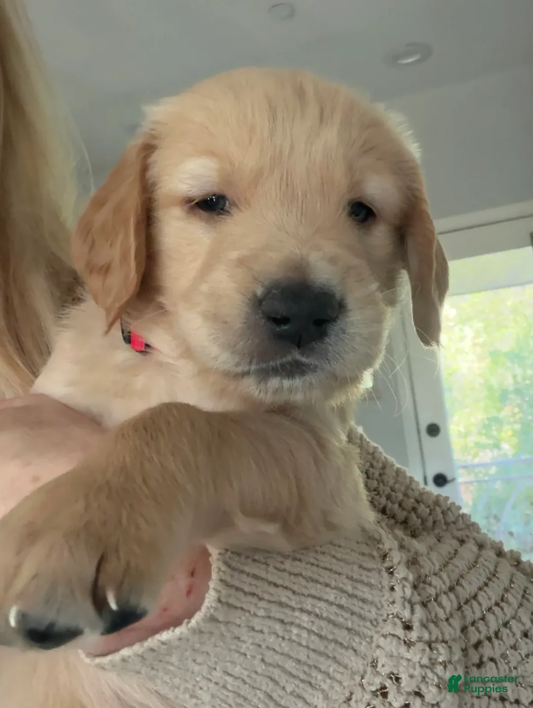 Golden Retriever dogs for sale: Little Boy Red - Ad 2