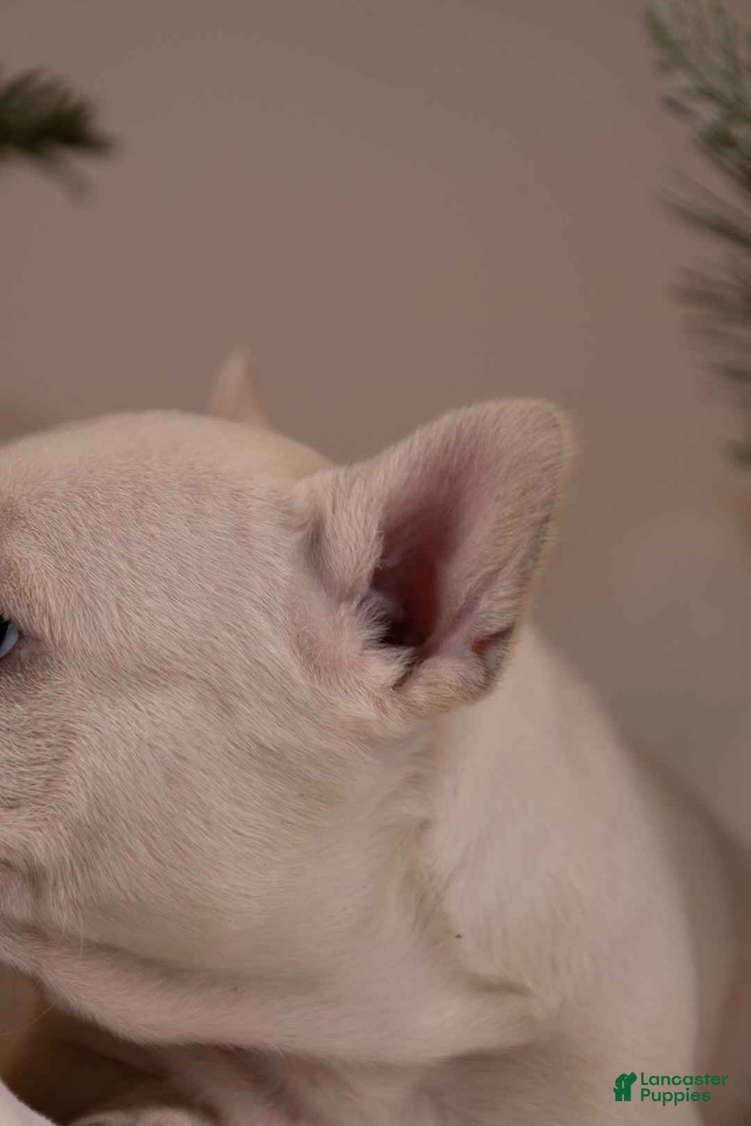 French Bulldog dogs for sale: Bluey - Ad 28