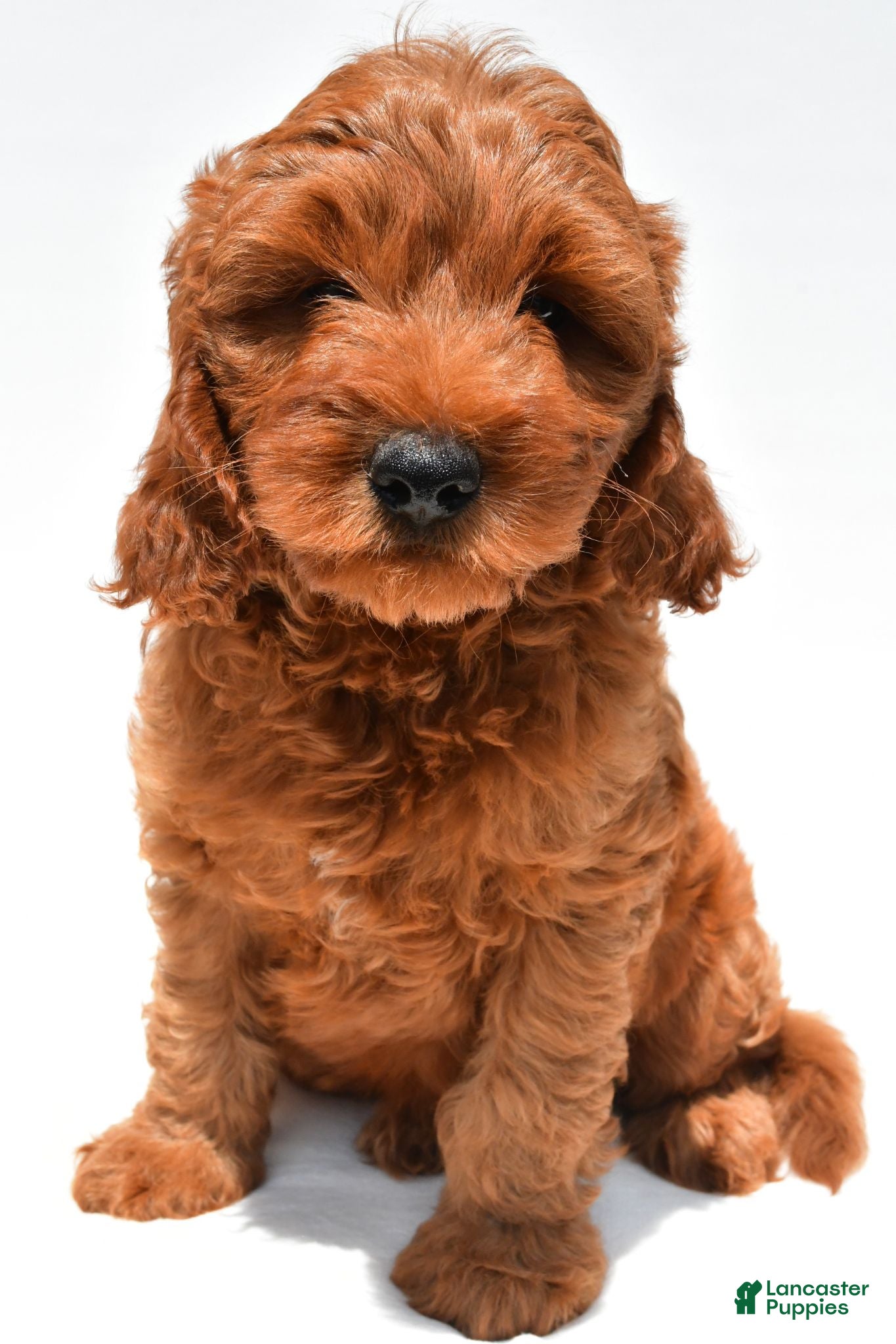 Mini Goldendoodle dogs Theo - Ad 2