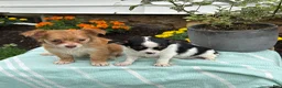 Chihuahua dogs for sale: Tillie - Ad 18