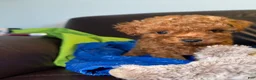 Toy Poodle dogs for sale: Toy Poodle 1 - Ad 4