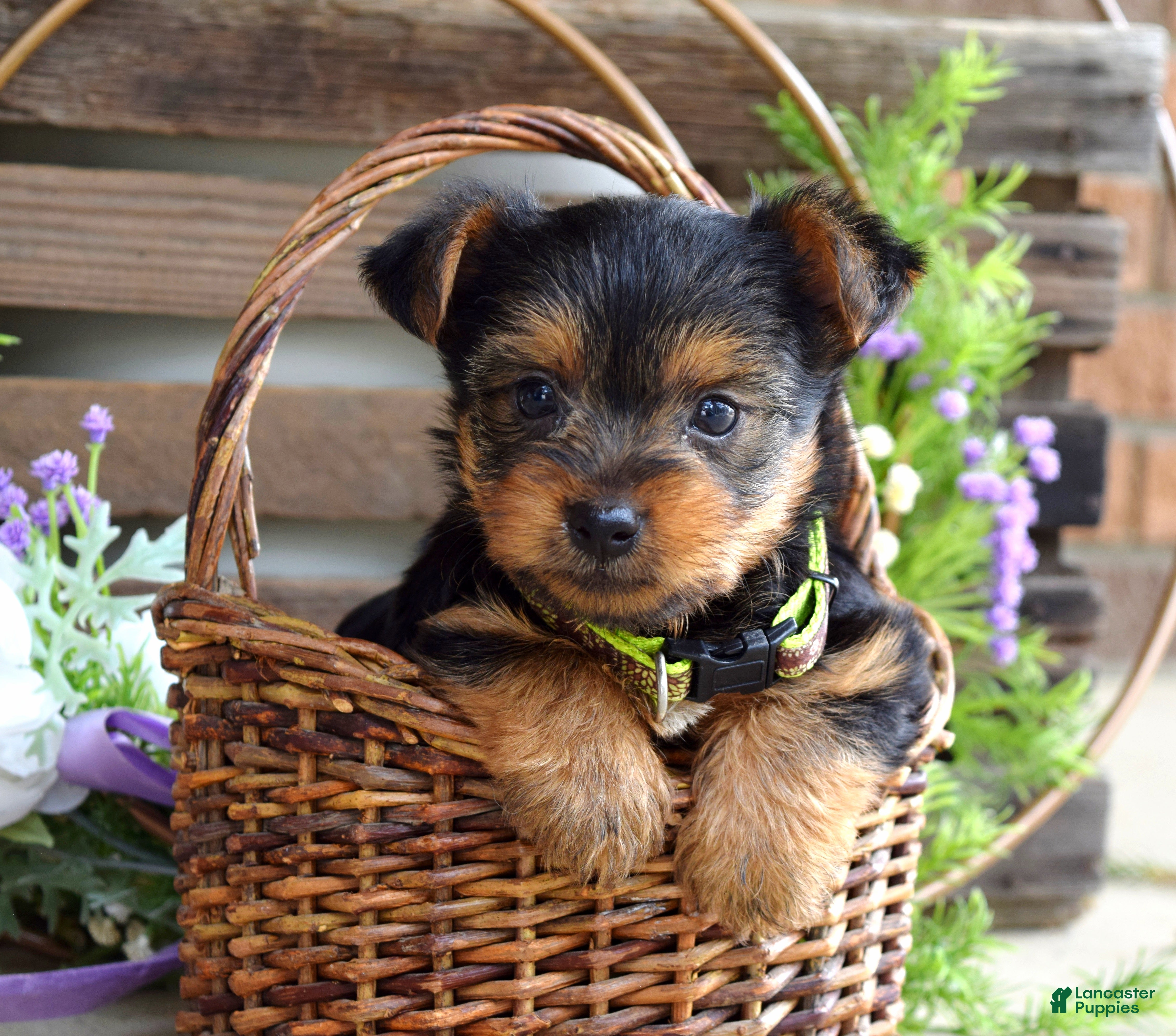 Yorkshire Terrier dogs Abby - Ad 1