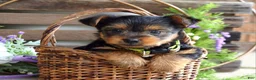 Yorkshire Terrier dogs for sale: Abby - Ad 1