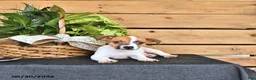 Jack Russell Terrier dogs for sale: Tasha - Ad 9