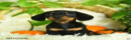 Miniature Dachshund dogs for sale: Sparky - Ad 3