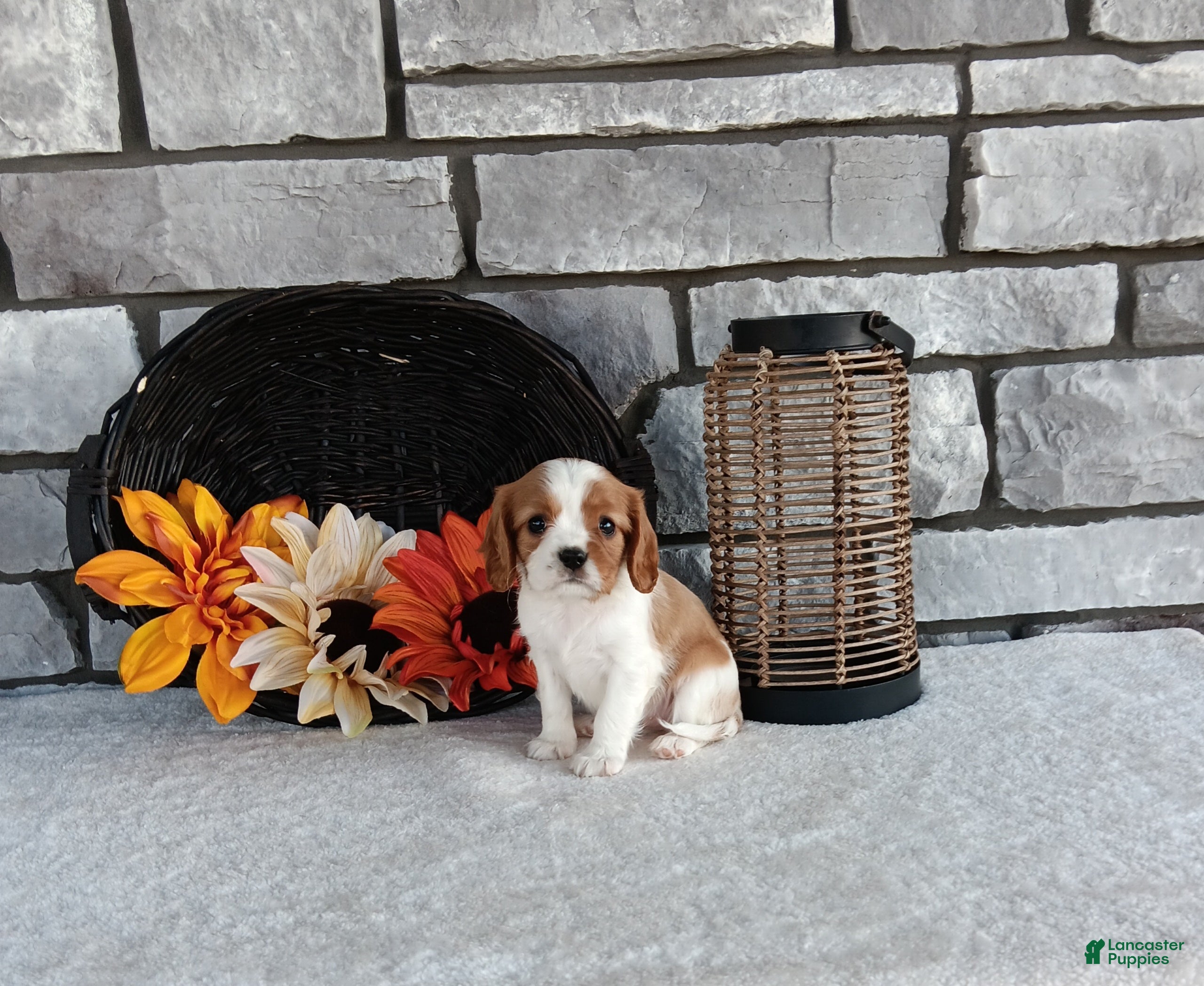 Cavalier King Charles Spaniel dogs for sale: Taffy - Ad 1