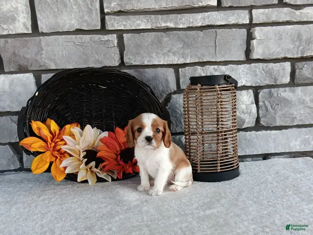 Cavalier King Charles Spaniel dogs for sale: Taffy - Ad 1
