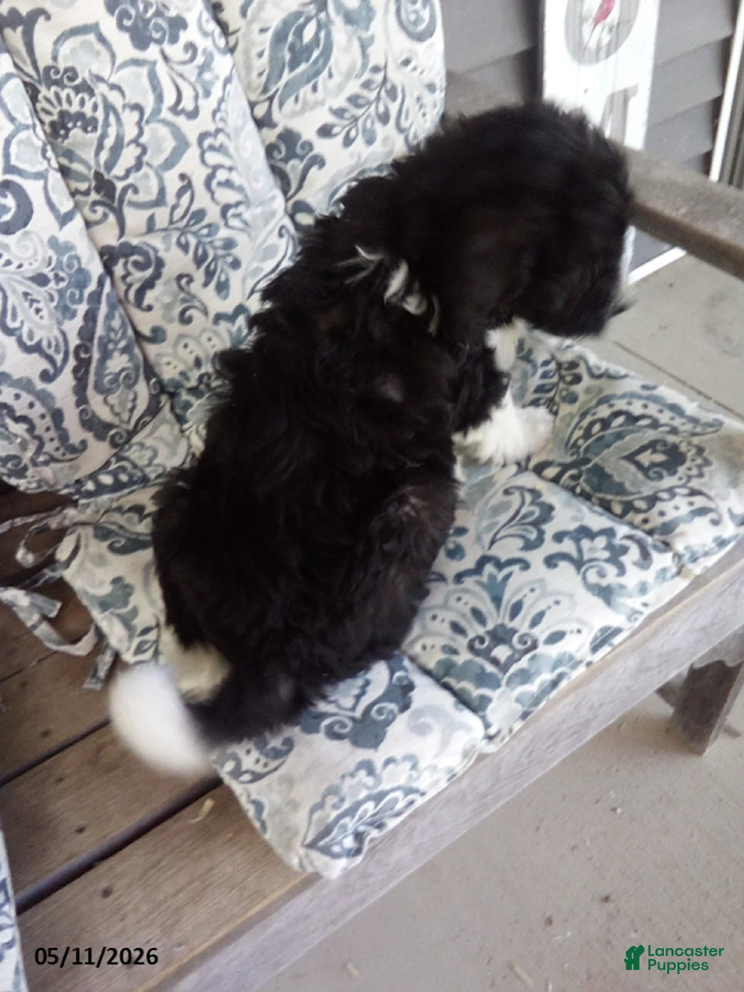 Goldendoodle dogs for sale: Grace - Ad 3