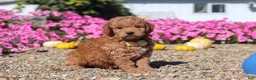 Mini Goldendoodle dogs for sale: Hunter - Ad 3