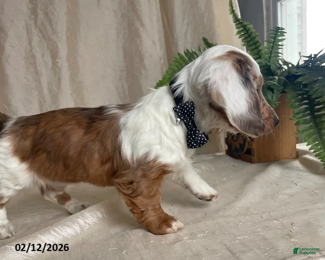 Miniature Dachshund dogs for sale: Lucky Charms - Ad 4