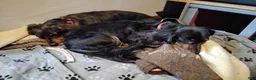 Dachshund dogs for sale: Dachshund 1 - Ad 3