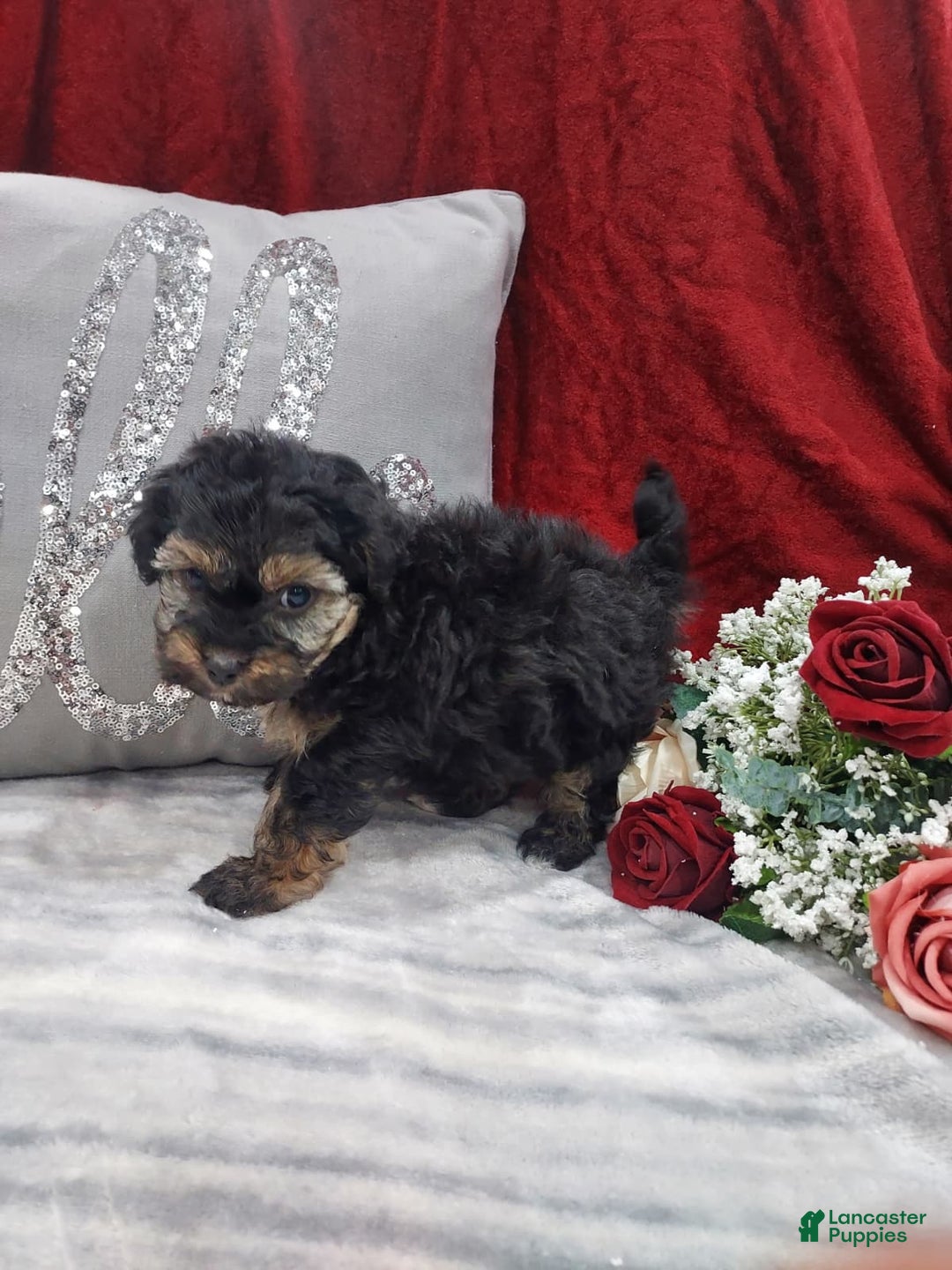 Mixed Breed dogs for sale: Rocky - Ad 1