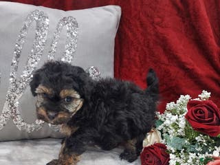 Mixed Breed dogs Rocky - Ad 36