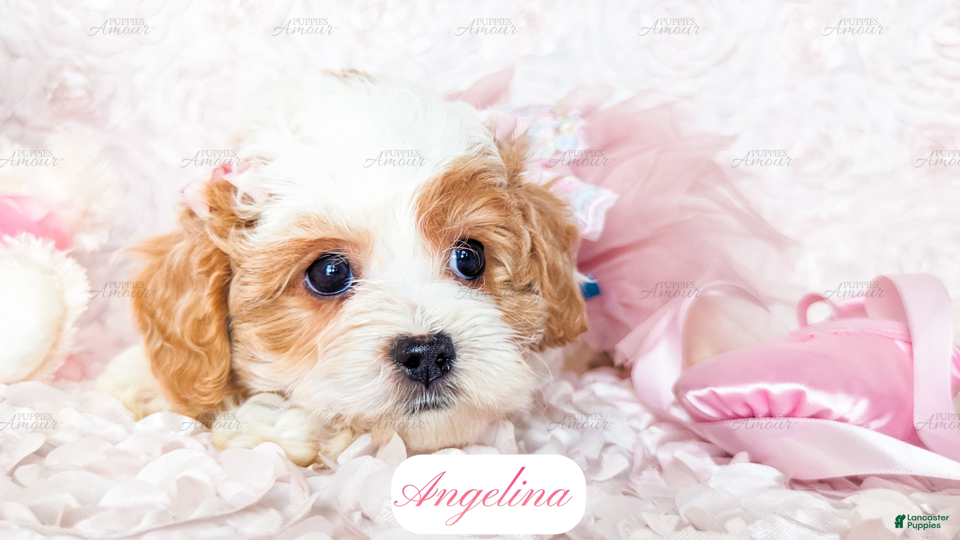 Cavapoo dogs Angelina - Ad 2
