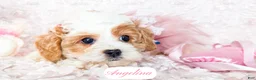 Cavapoo dogs for sale: Angelina - Ad 2