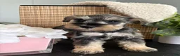 Miniature Schnauzer dogs for sale: Molly - Ad 28