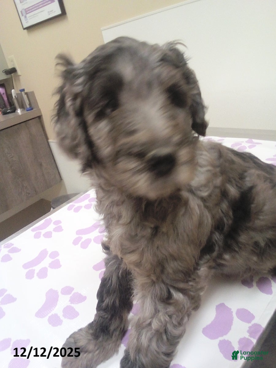 Goldendoodle dogs Charlie - Merle - Ad 10