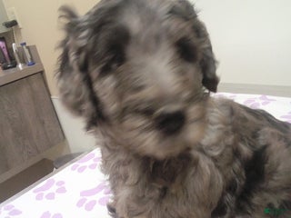 Goldendoodle dogs Charlie - Merle - Ad 28