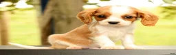 Cavalier King Charles Spaniel dogs for sale: Vinny - Ad 4