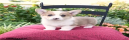 Welsh Corgi Pembroke dogs for sale: Kerrick - Ad 3