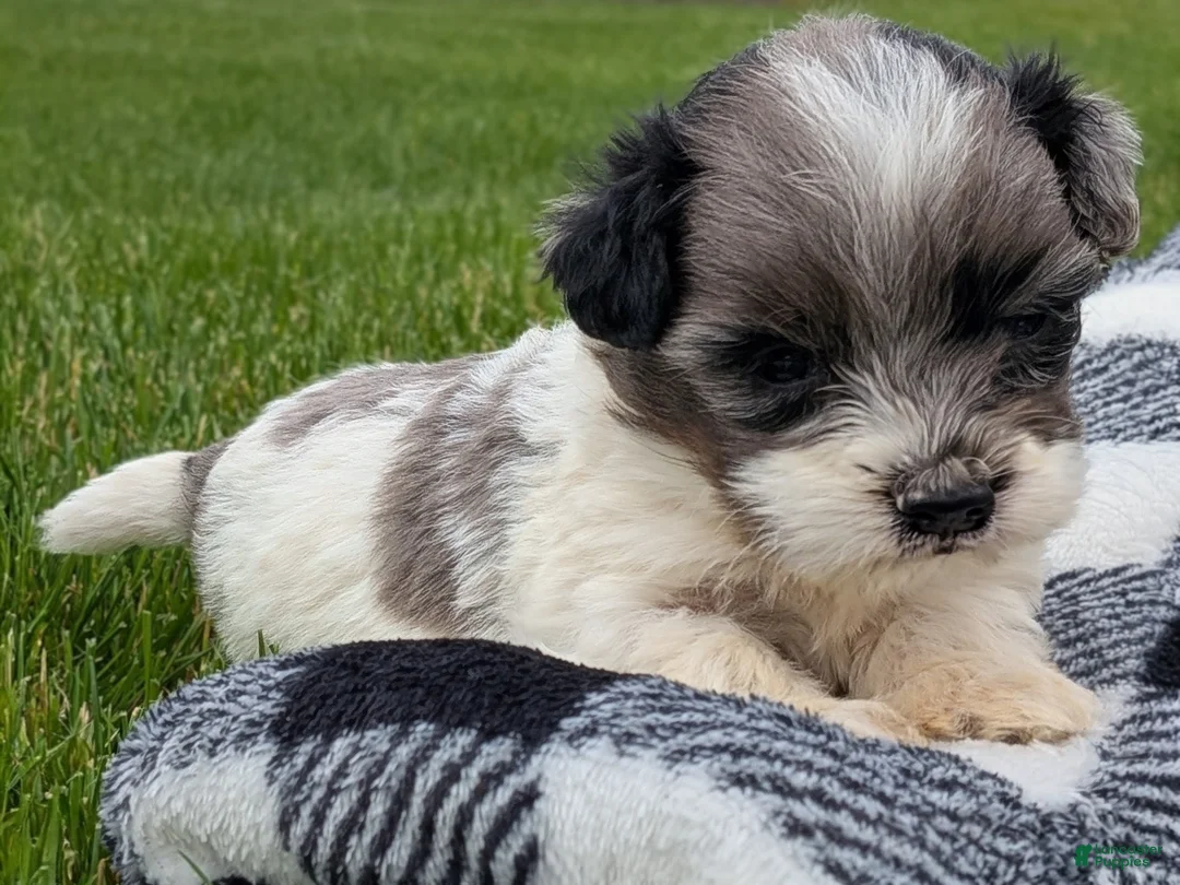 Havapoo dogs for sale: Hero - Ad 2