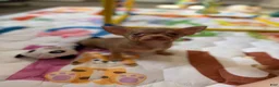 Chihuahua dogs for sale: ✨Teacup Tina✨ - Ad 6