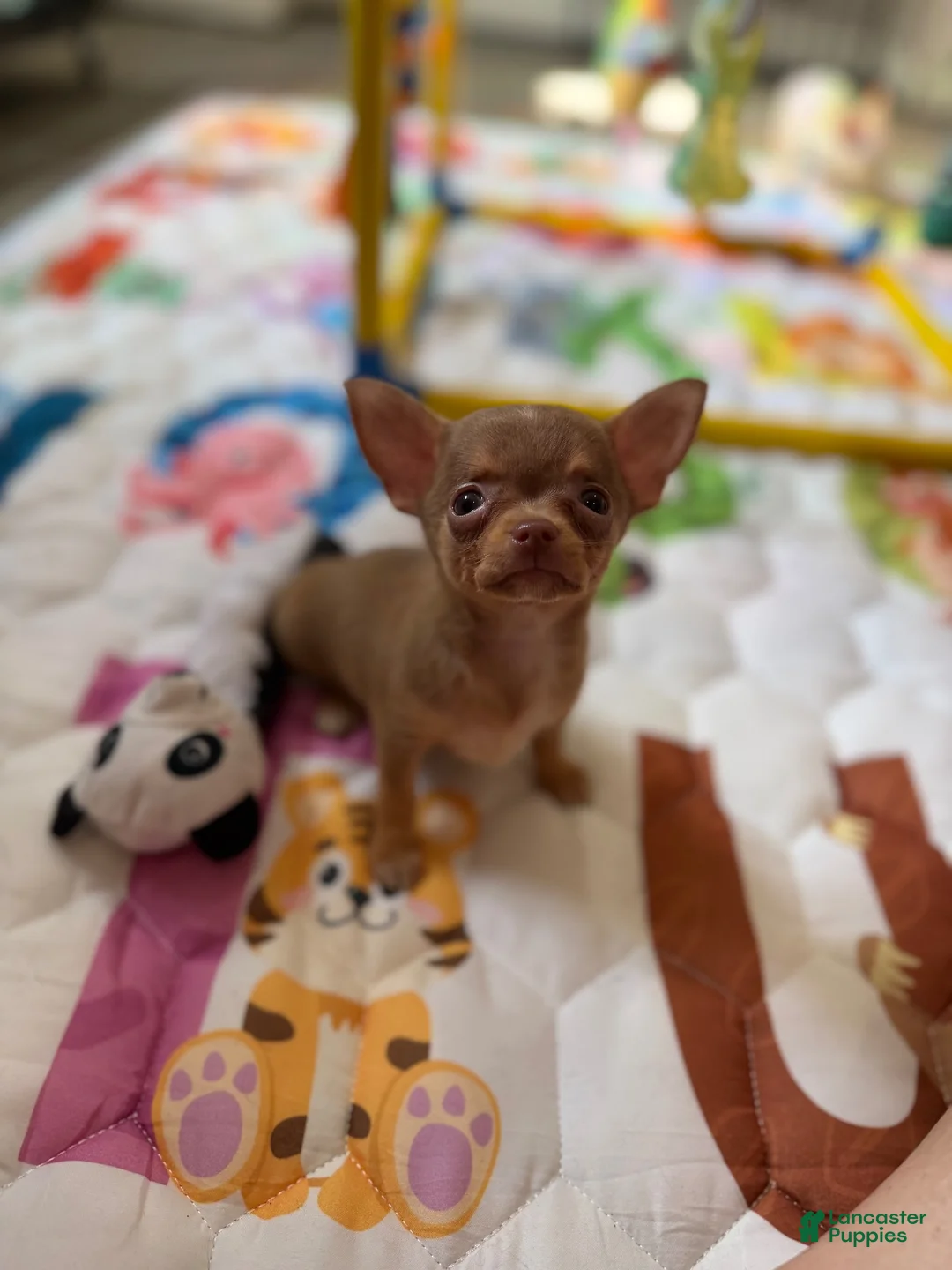 Chihuahua dogs for sale: ✨Teacup Tina✨ - Ad 6