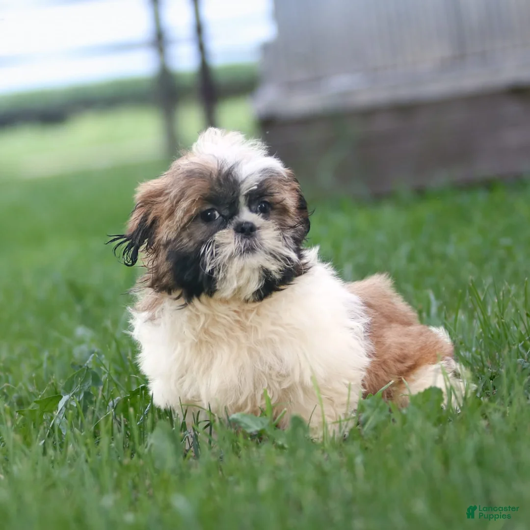 Shih Tzu dogs for sale: Charlie - Ad 11