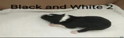 Border Collie dogs for sale: Border Collie 4 - Ad 2