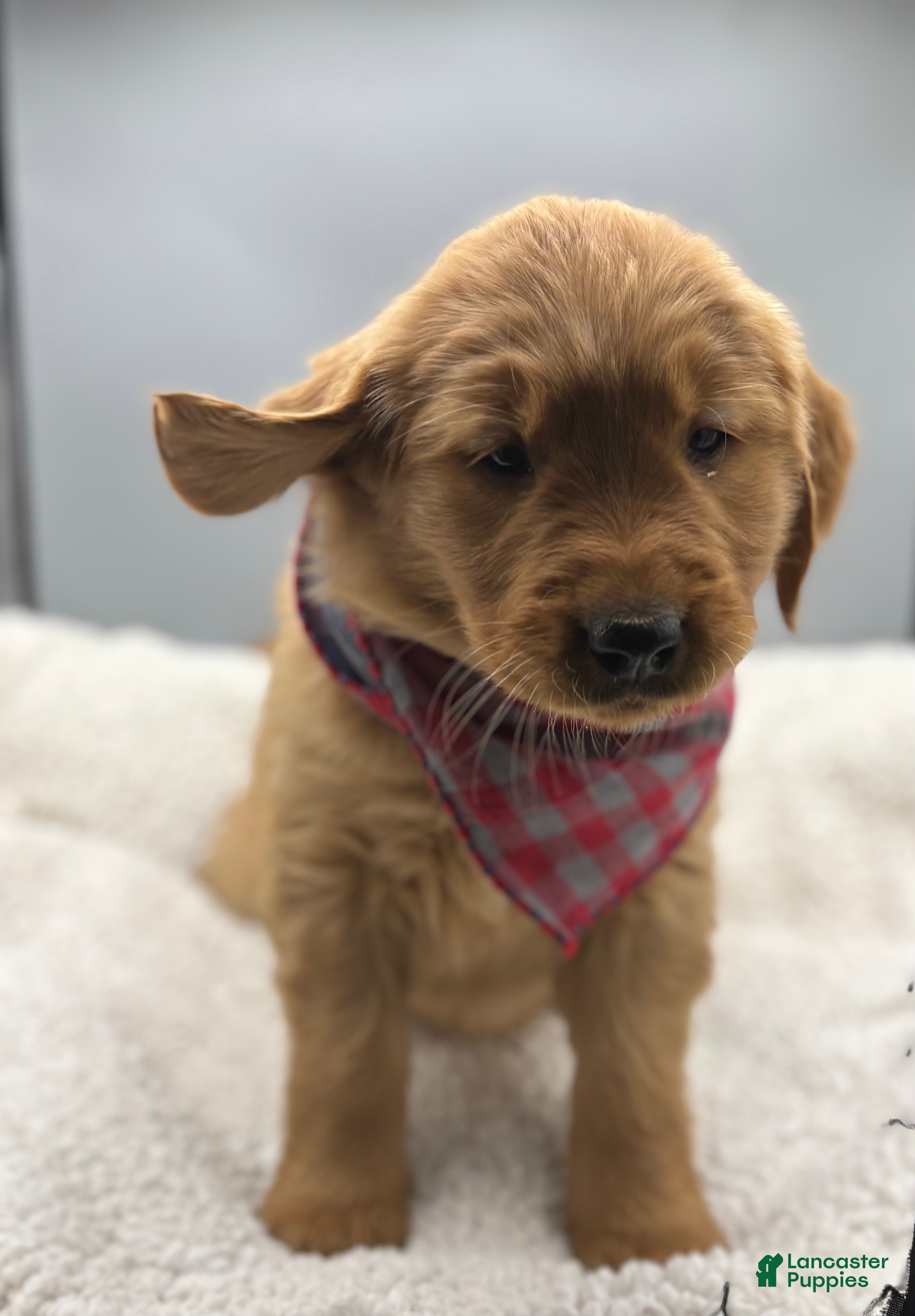 Golden Retriever dogs for sale: Golden Retriever Puppy - Star - Ad 2